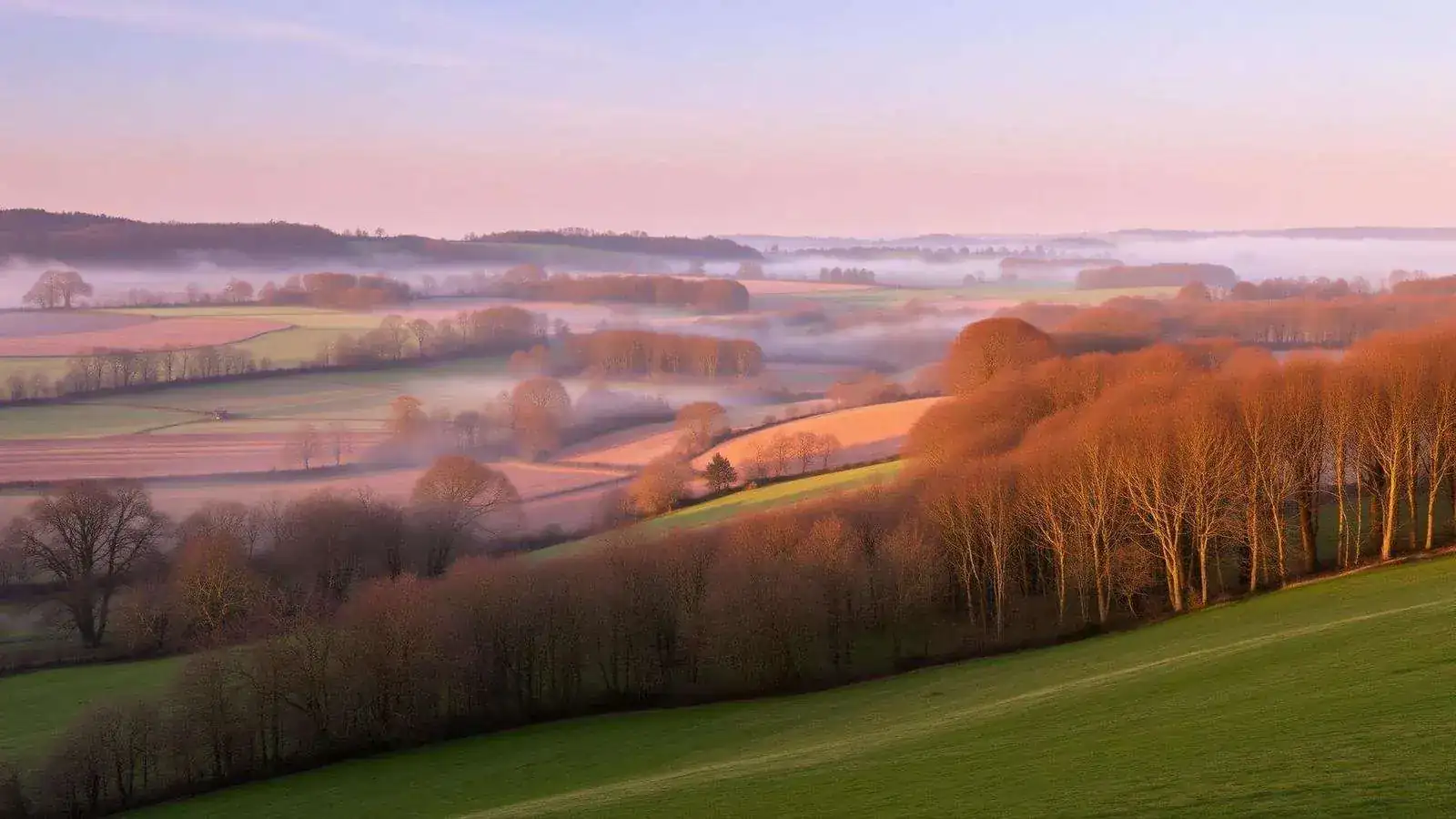 The Yorkshire Wolds at dawn — chalk valley with mist and beech woodland