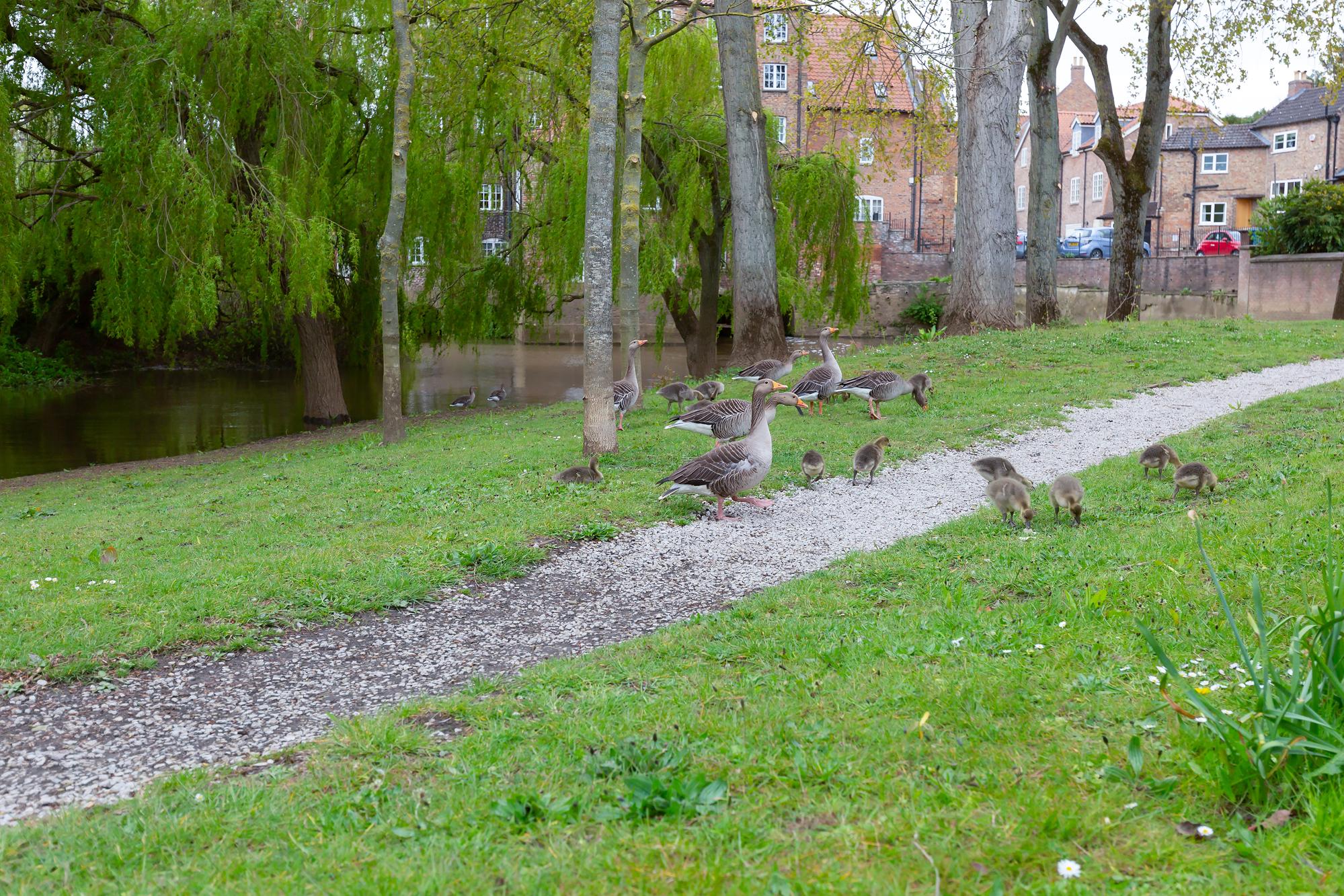 2 Manor Court, Buttercrambe Road, Stamford Bridge
