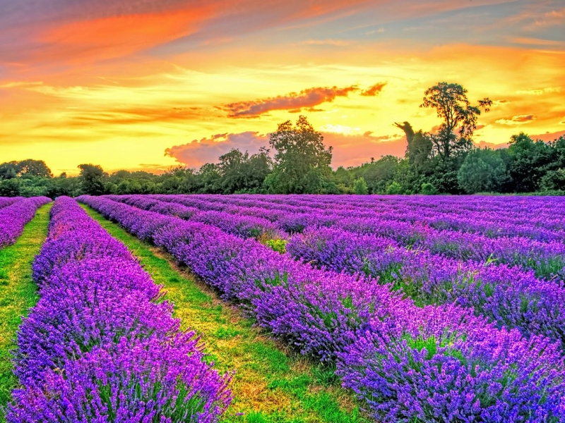 Lavender Fields Video